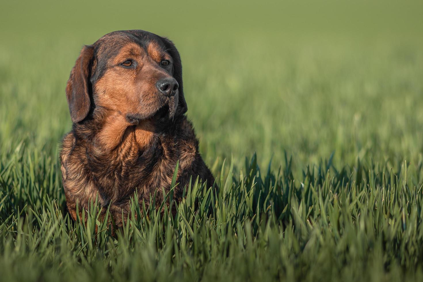 Portrait of Alpine Dachsbracke photo