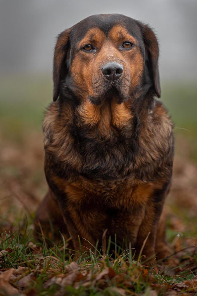 retrato de dachsbracke alpino foto