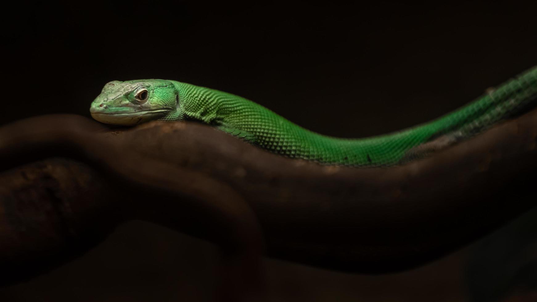 Green keel bellied lizard photo