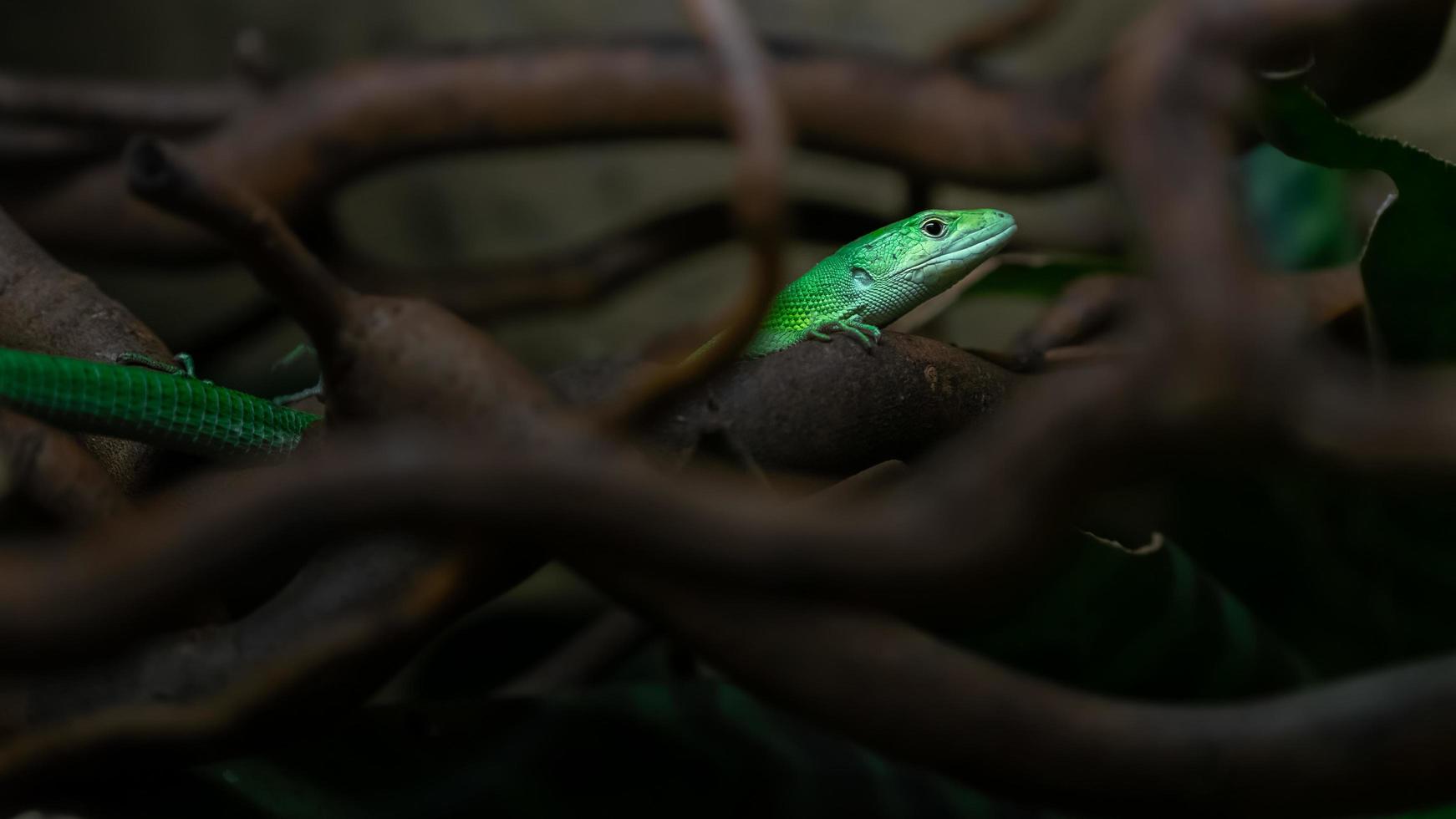 Green keel bellied lizard photo