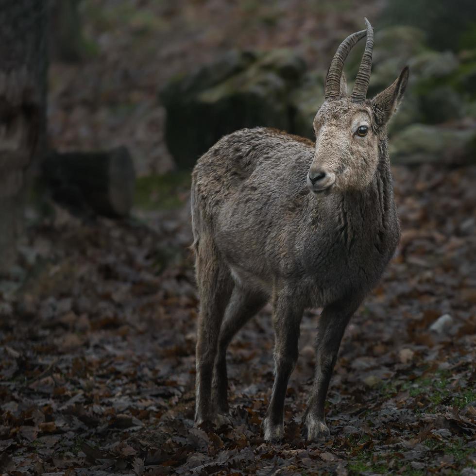 Portrait of Siberian ibex photo