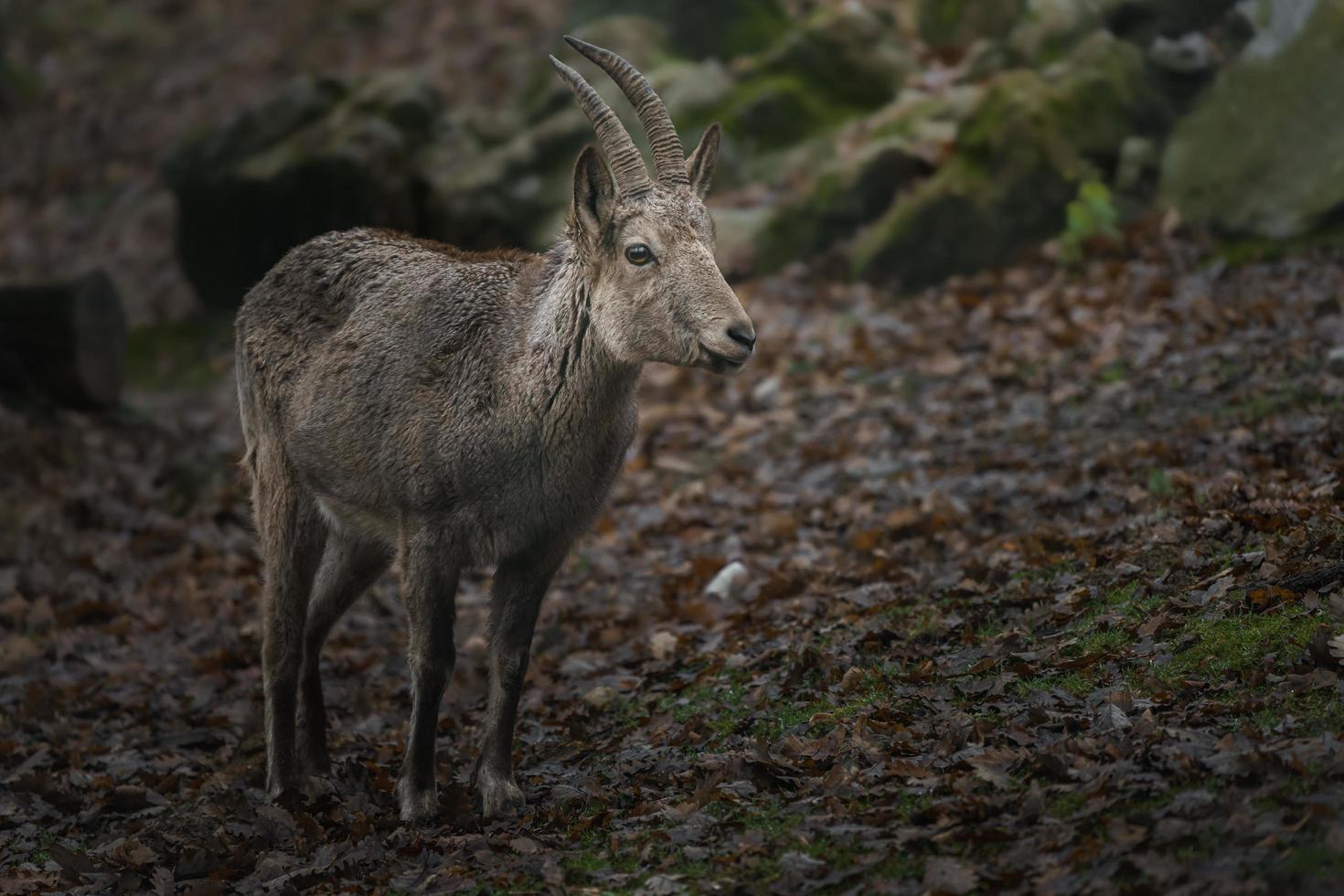 Portrait of Siberian ibex photo