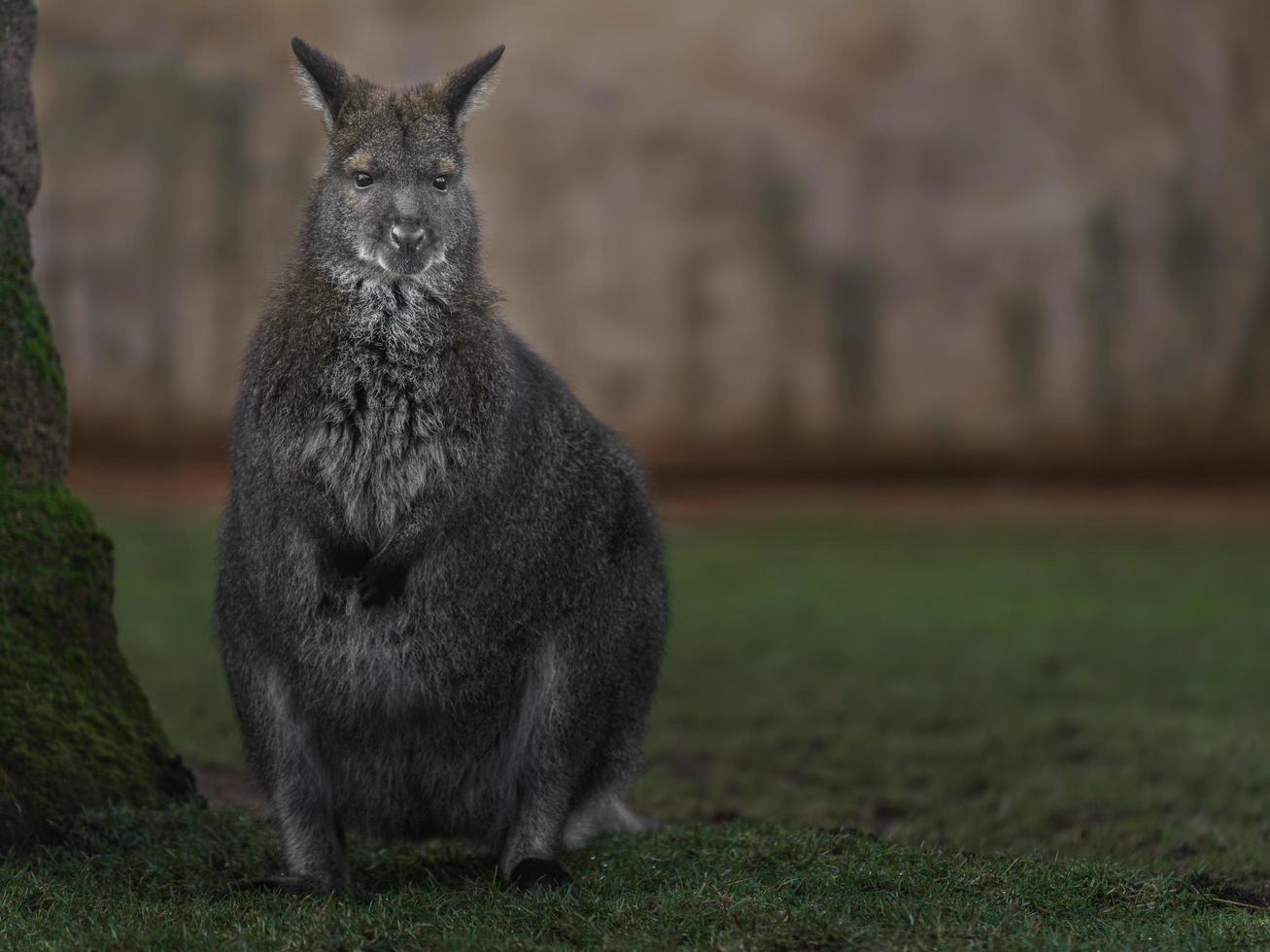 Red necked wallaby photo