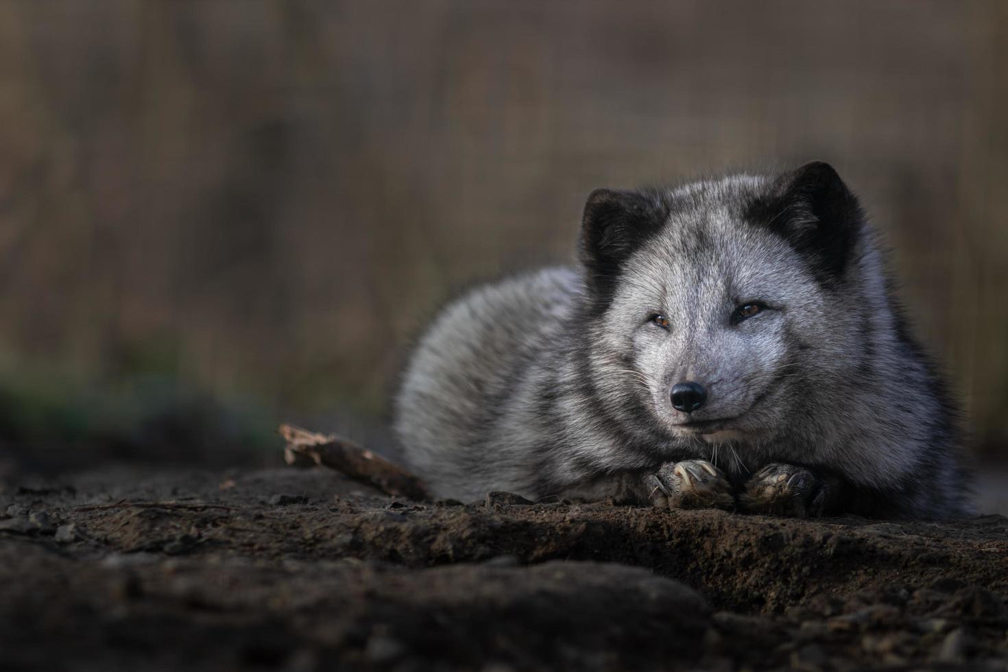 Portrait of Arctic fox photo