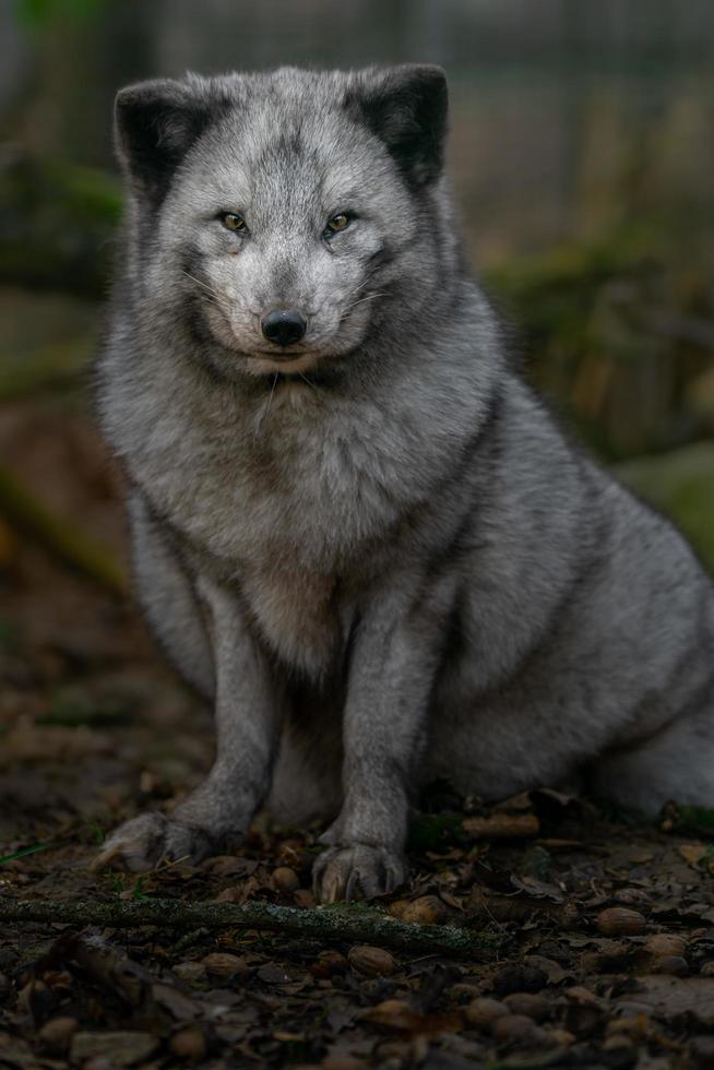 Portrait of Arctic fox photo