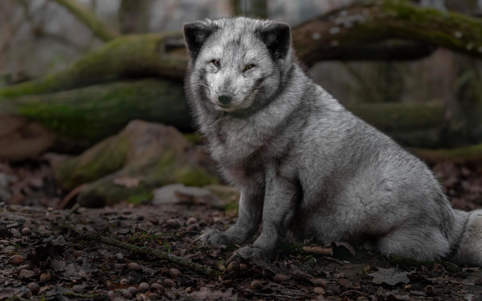Portrait of Arctic fox photo