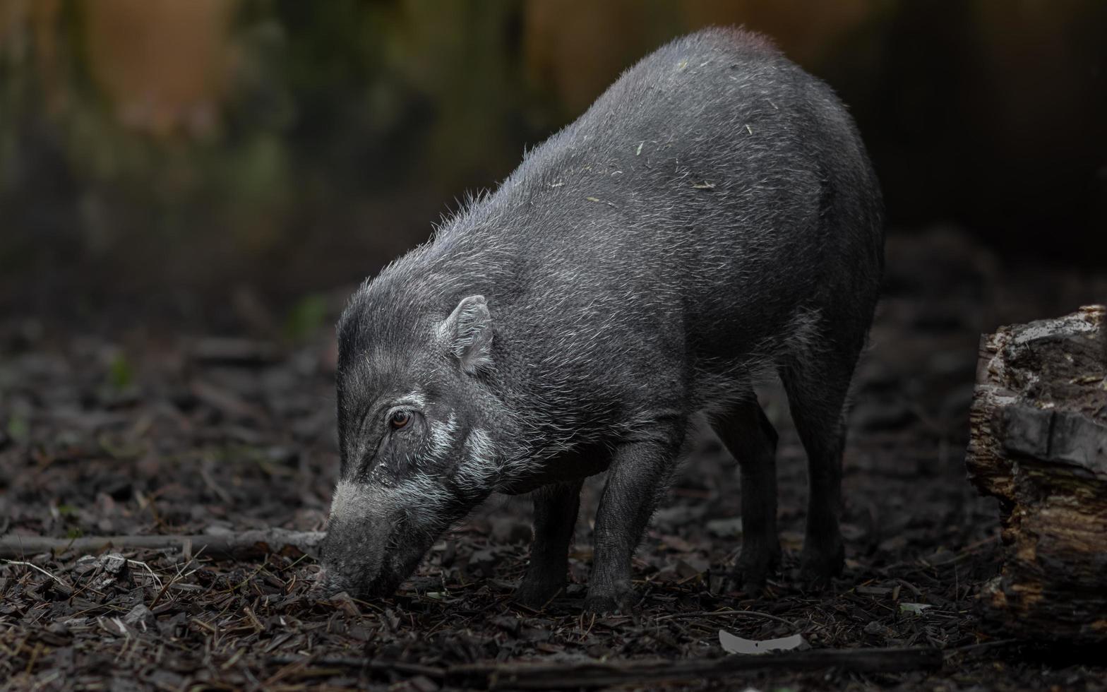 Visayan warty pig photo