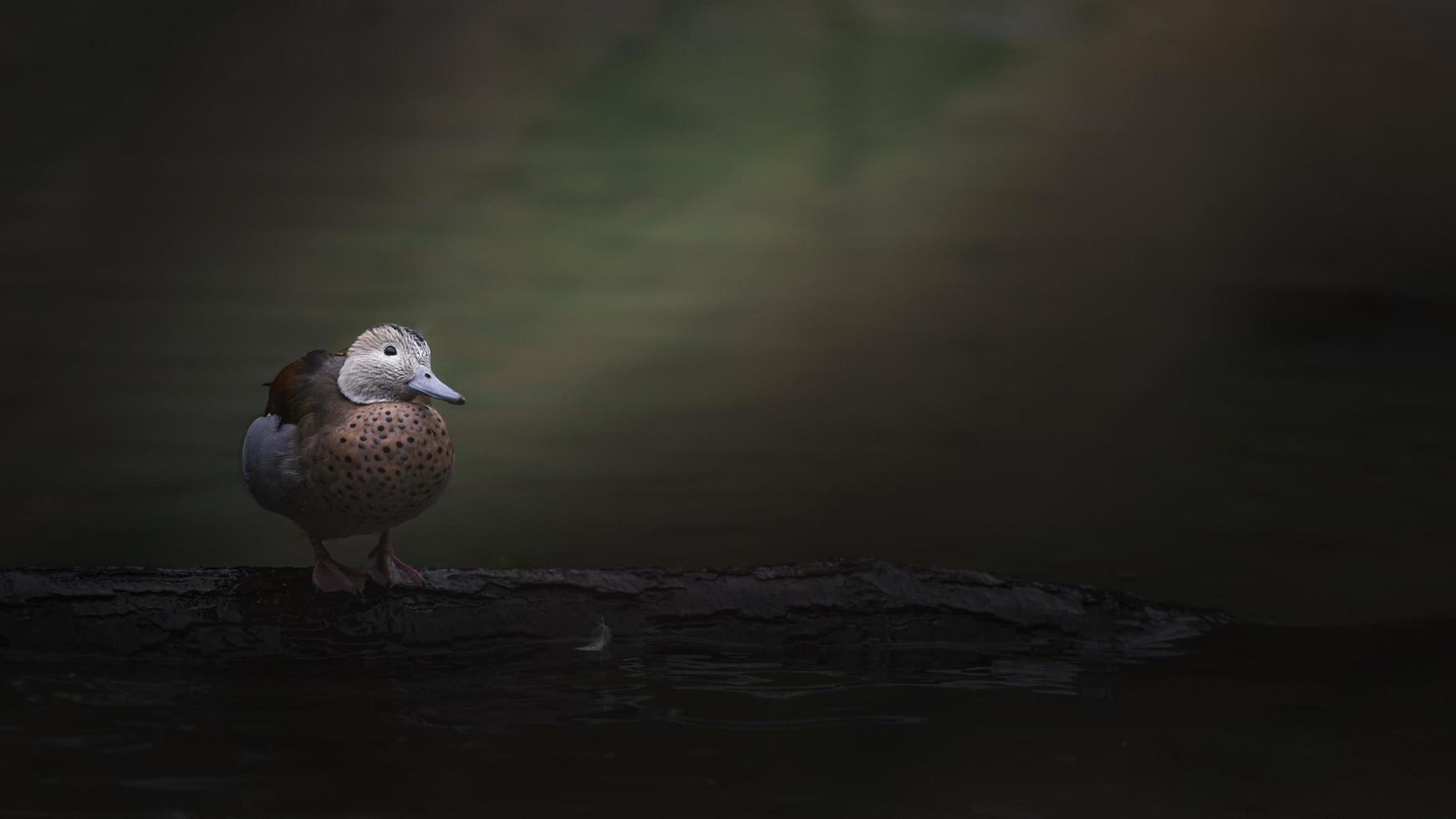 Ringed teal on log photo