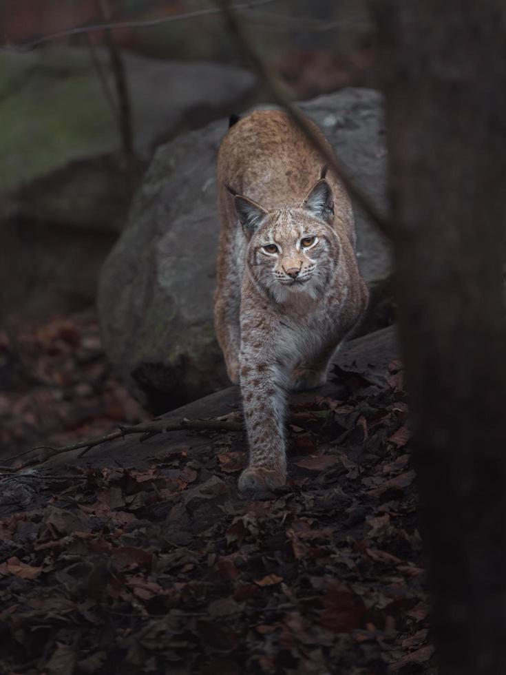 lince euroasiático caminando foto