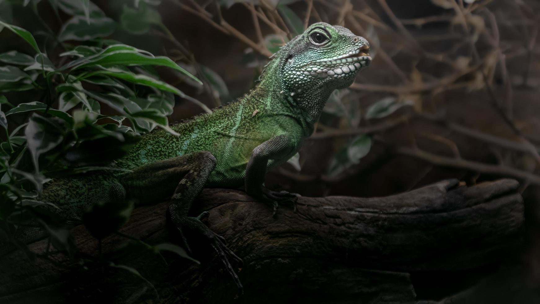 Chinese water dragon photo