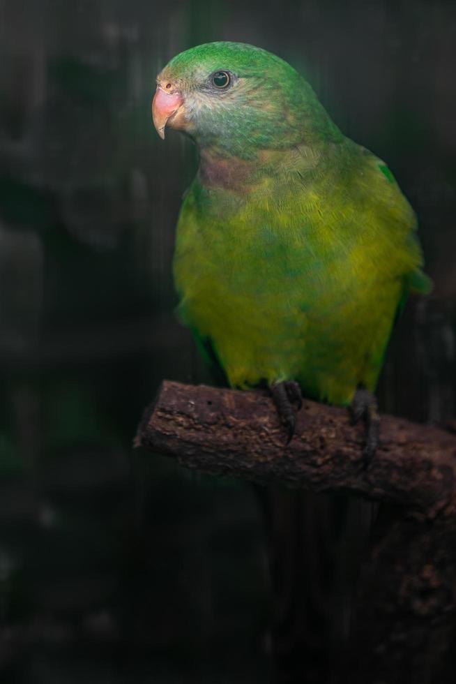 Portrait of Monk parakeet photo