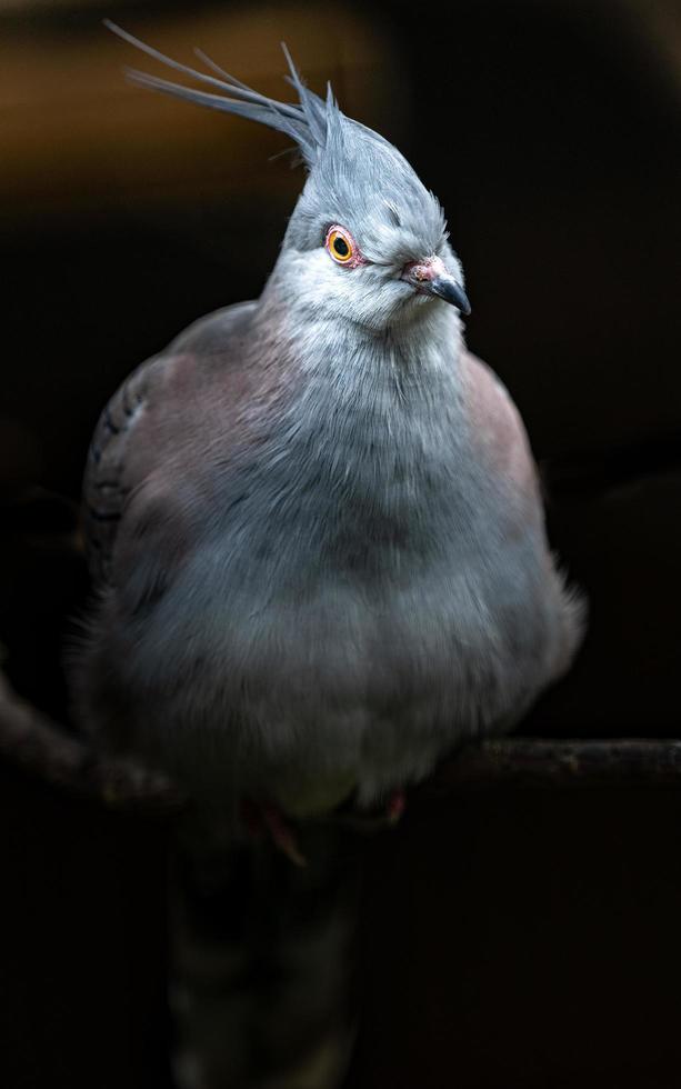 retrato de paloma crestada foto