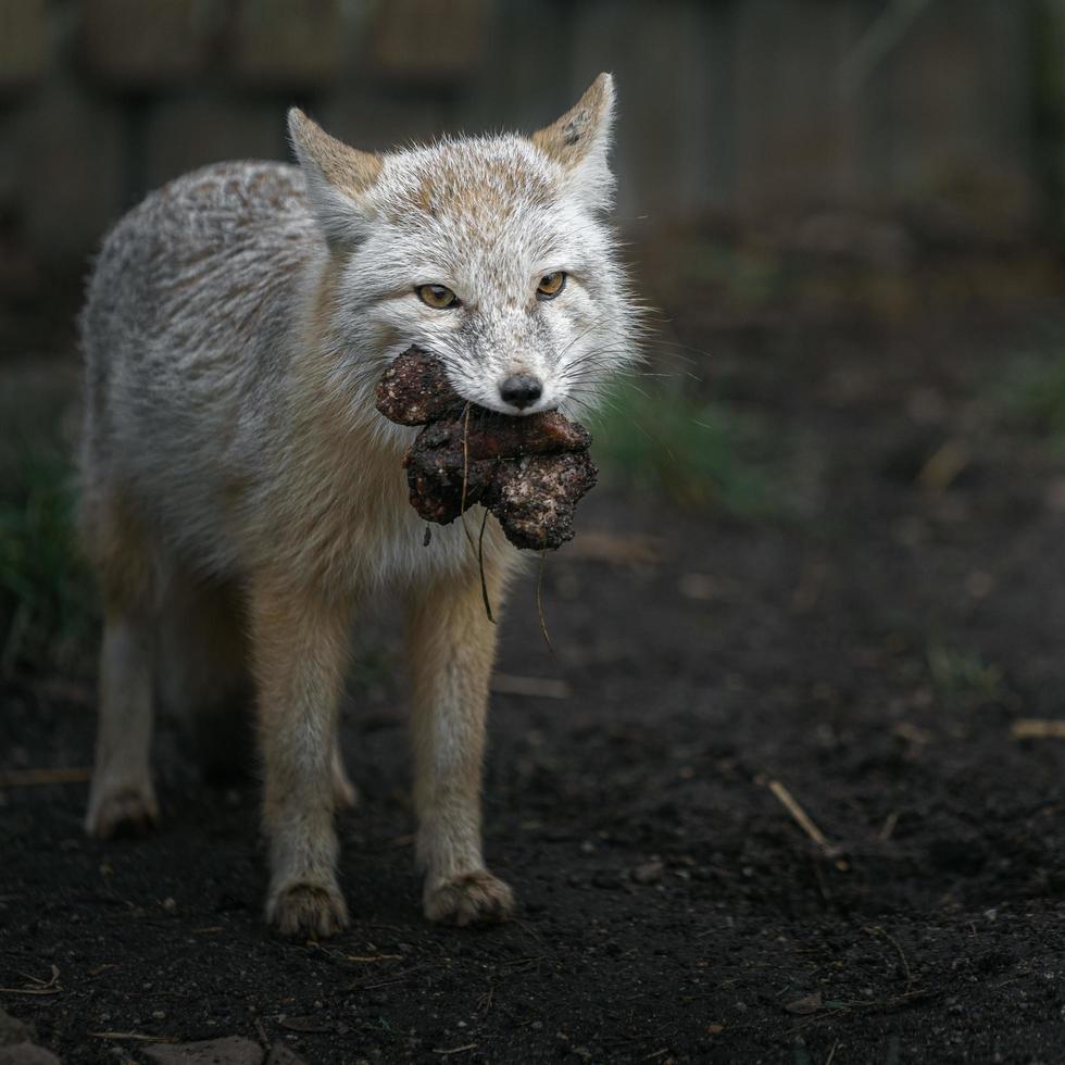 retrato de corsac fox foto