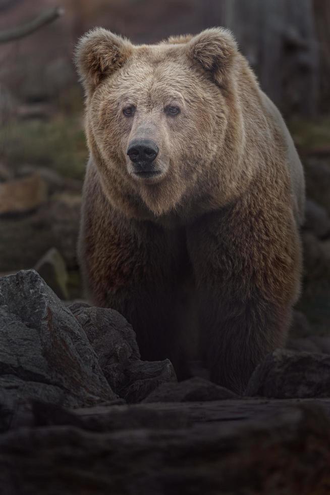 oso pardo del Himalaya foto