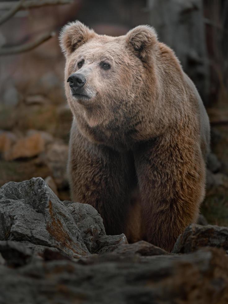 Himalayan Brown Bear photo