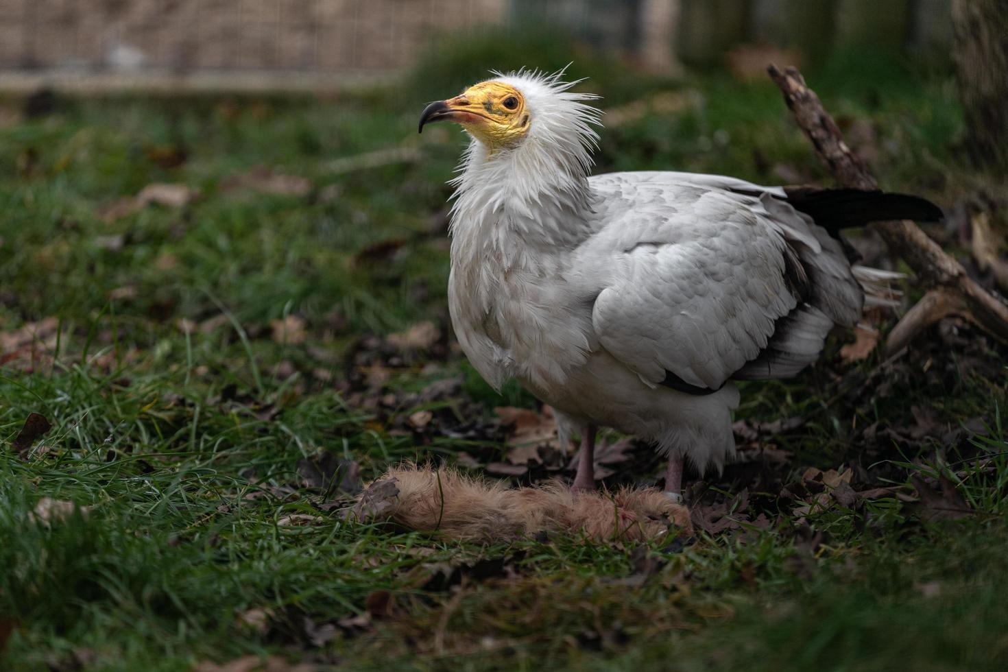 Egyptian Vulture eating photo