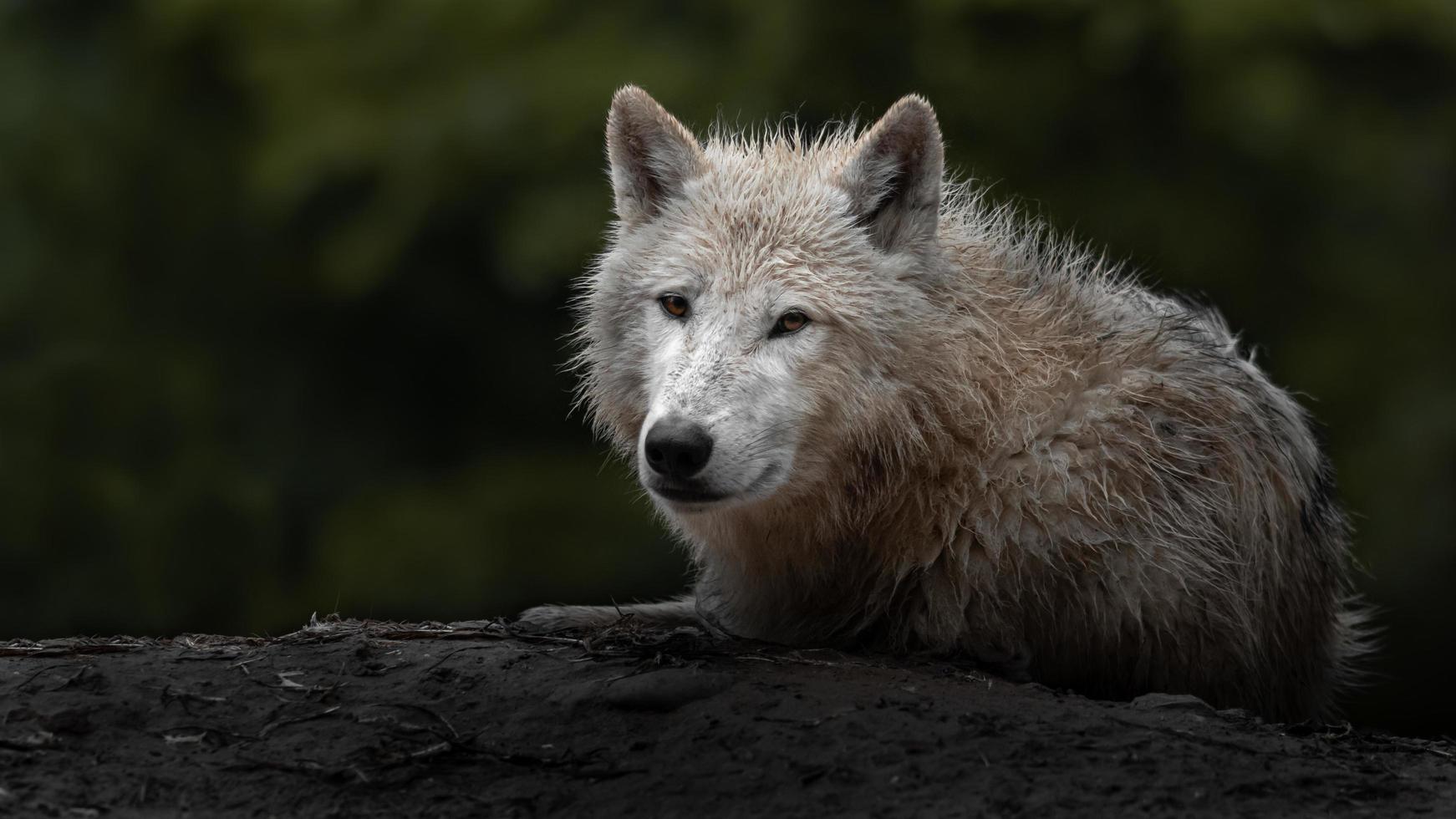 Portrait of Arctic wolf photo