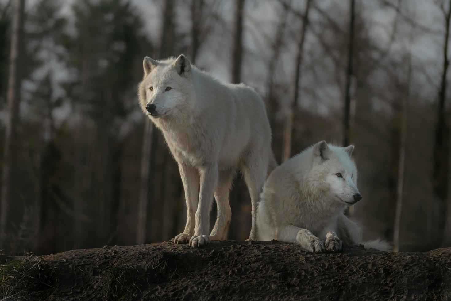 Portrait of Arctic wolf photo