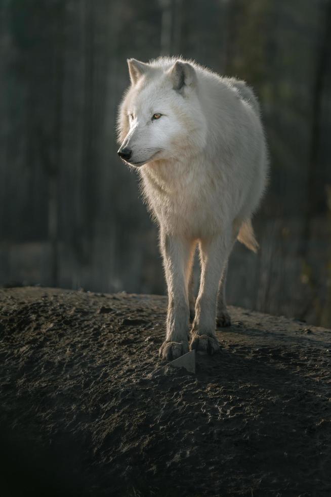 Portrait of Arctic wolf photo