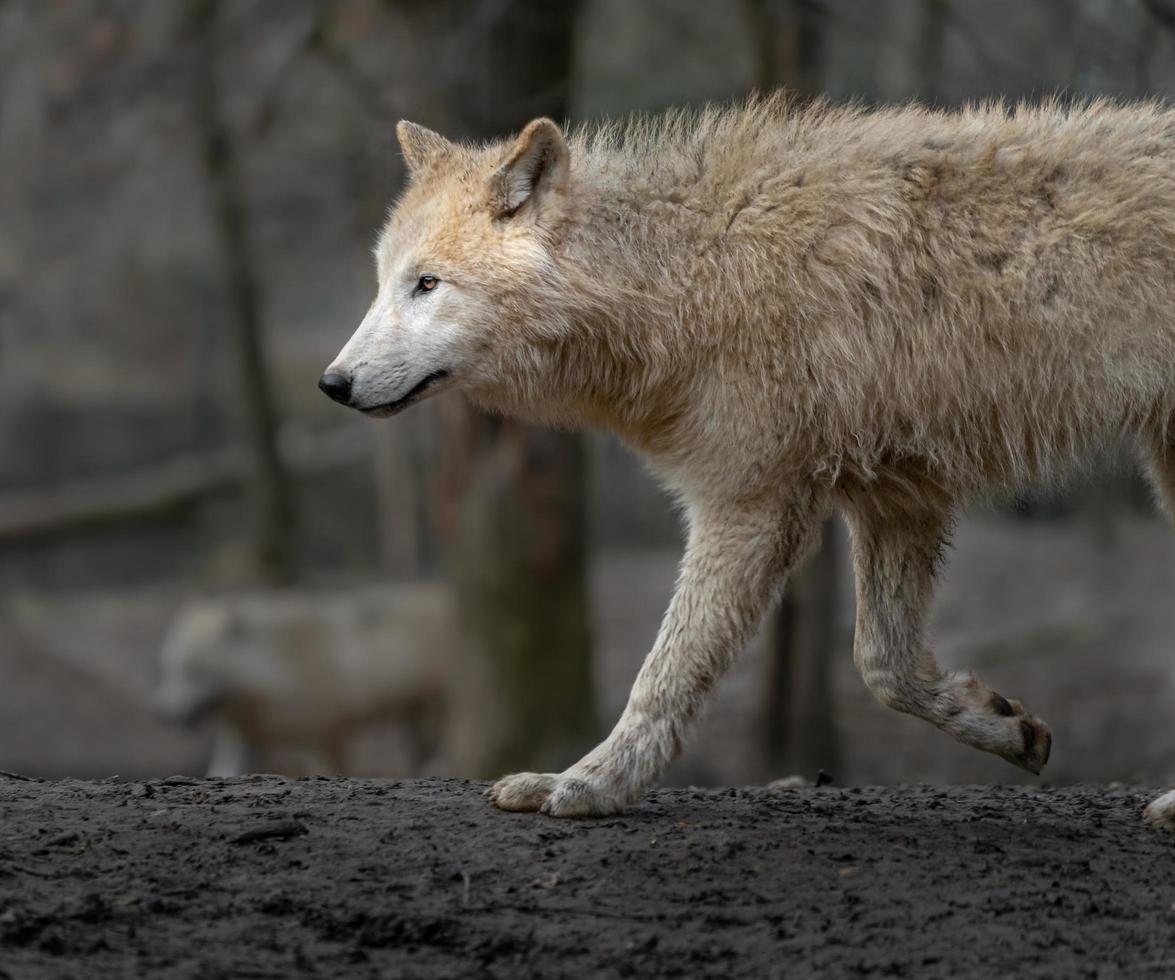 Portrait of Arctic wolf photo