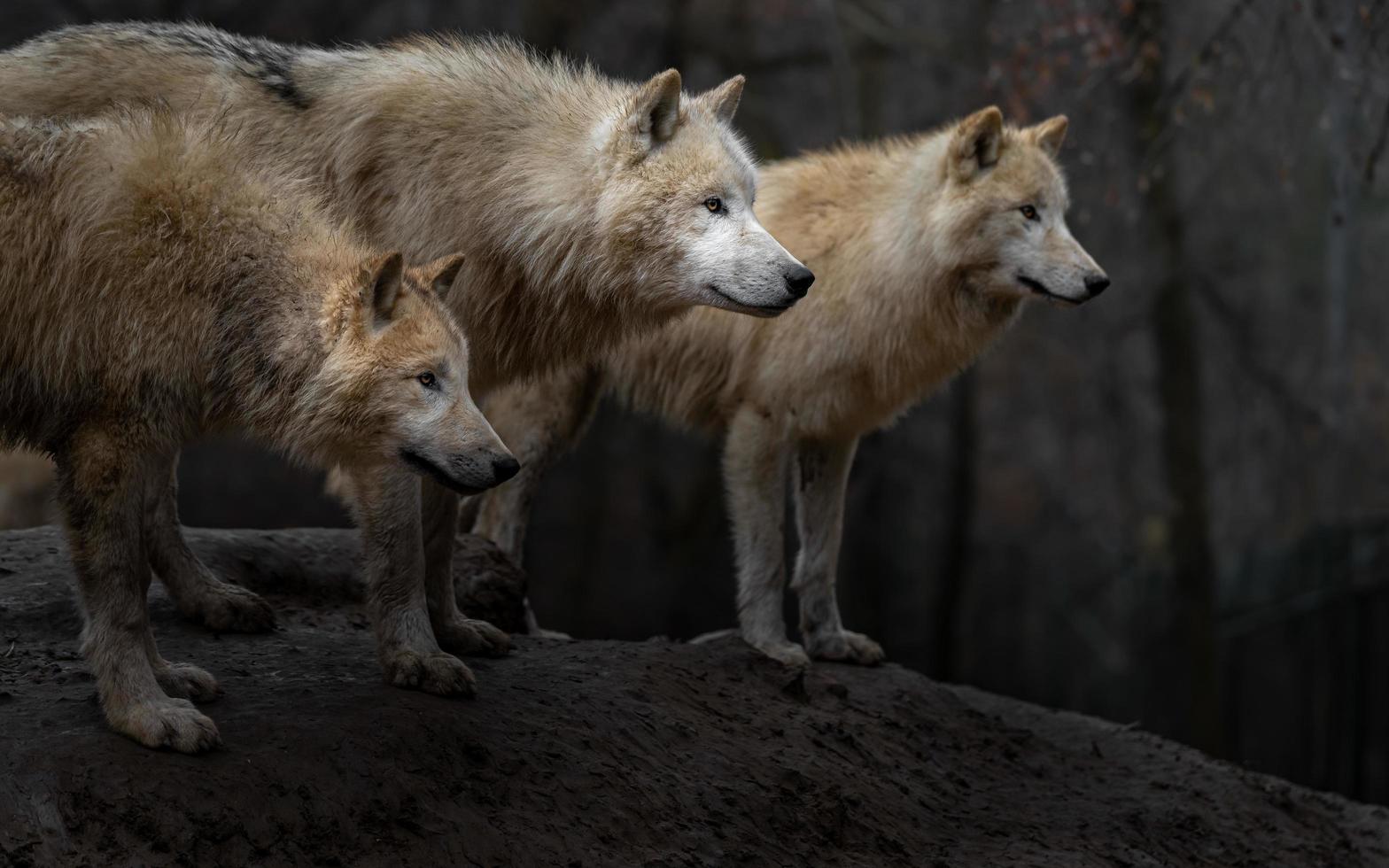 Portrait of Arctic wolf photo