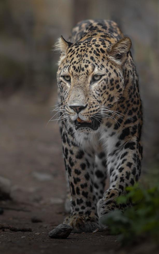 Portrait of Persian leopard photo