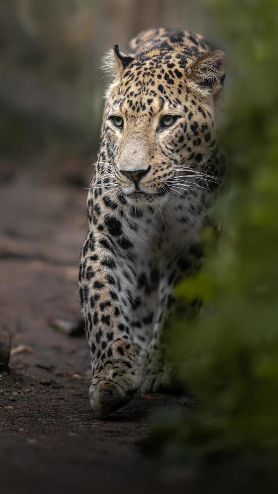 Portrait of Persian leopard photo