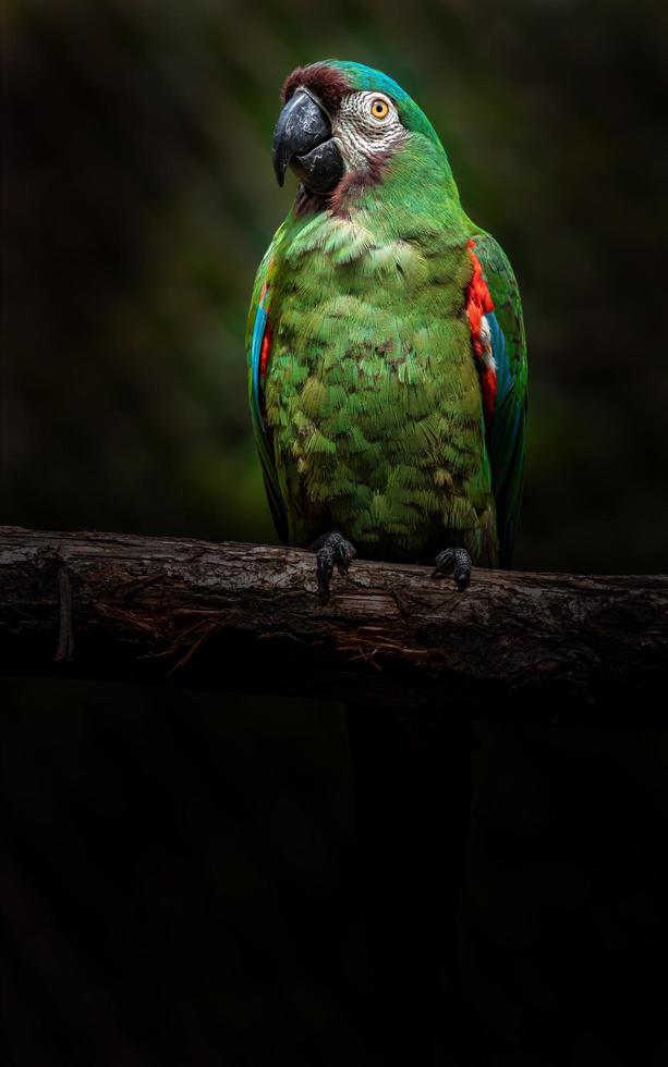 guacamayo de frente castaño foto