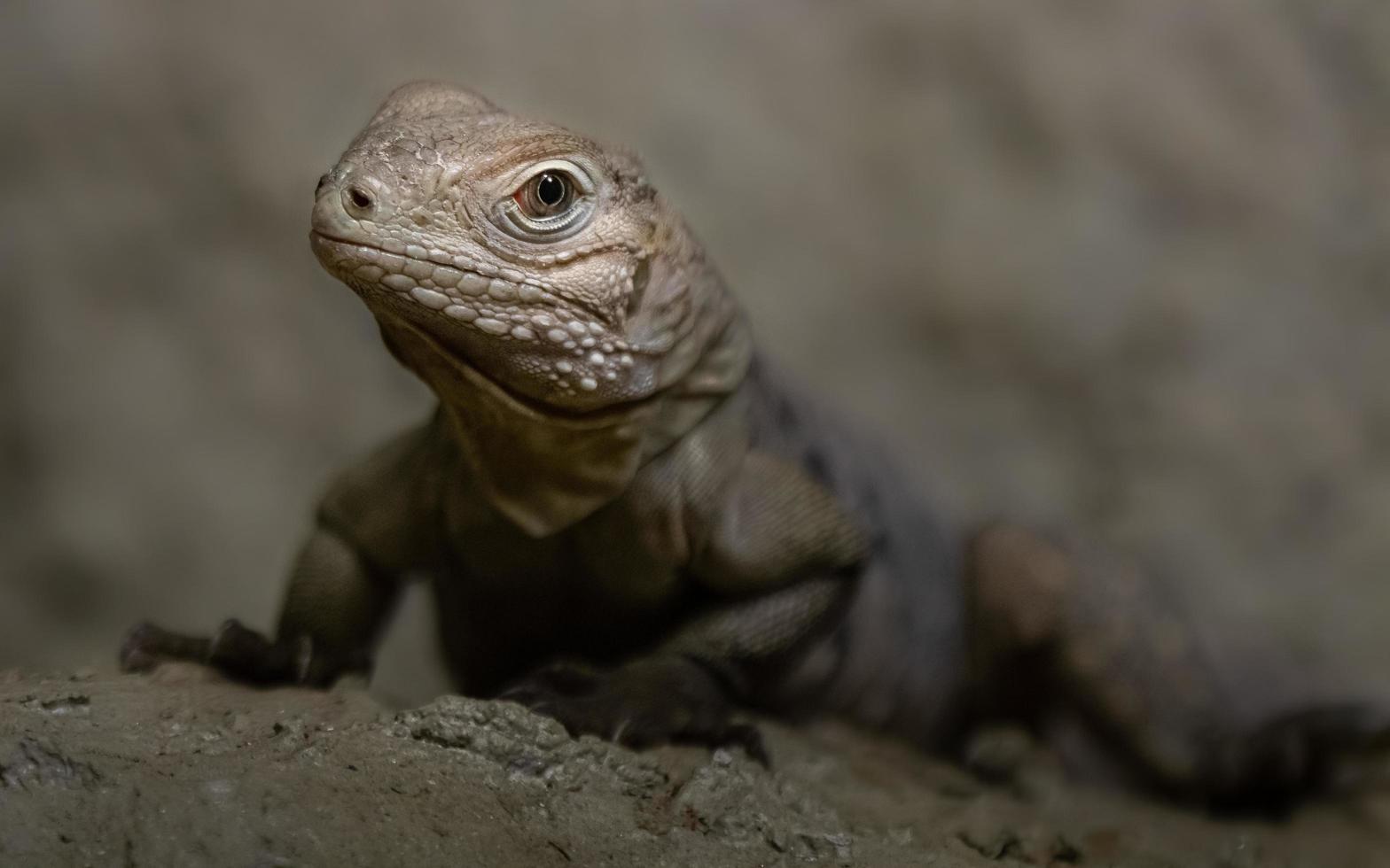 iguana de roca cubana foto