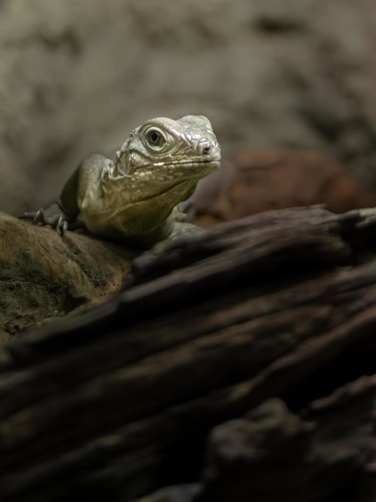 Cuban rock iguana photo