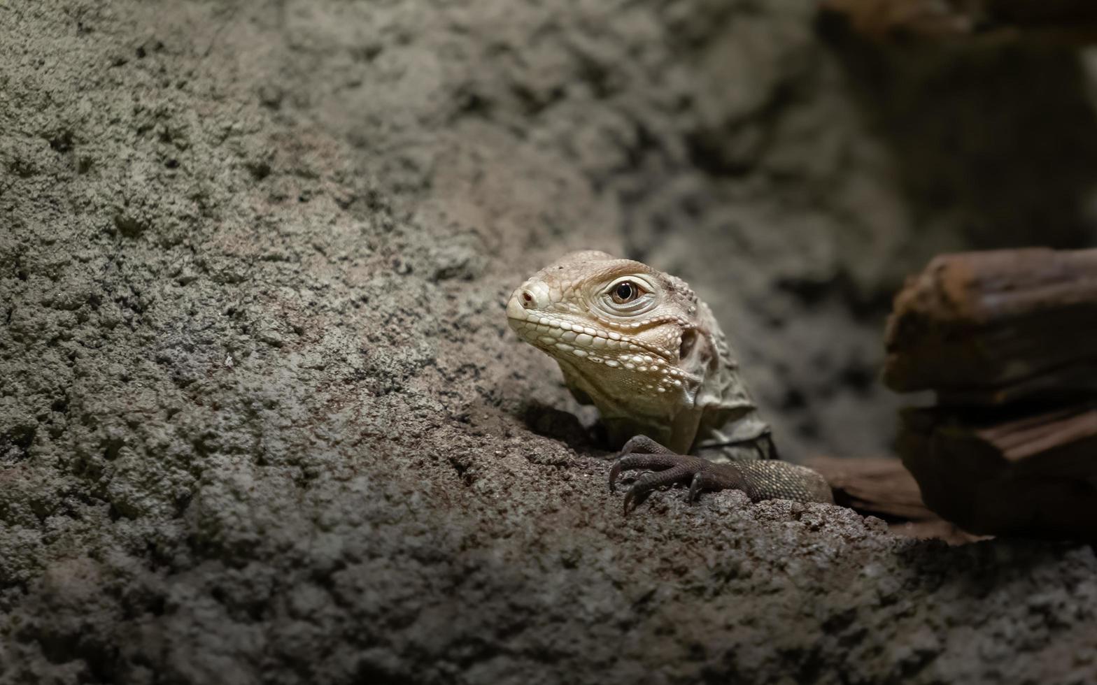 iguana de roca cubana foto