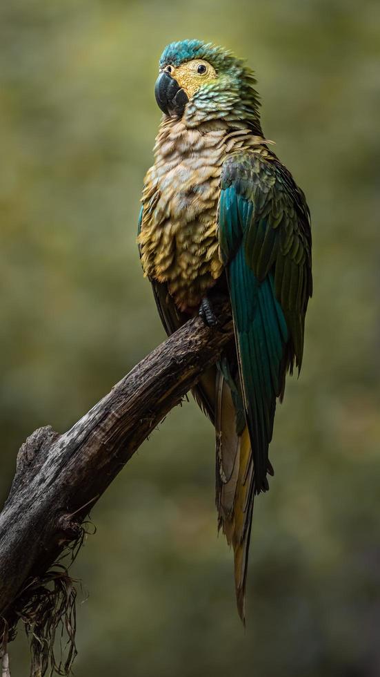 Red bellied macaw photo