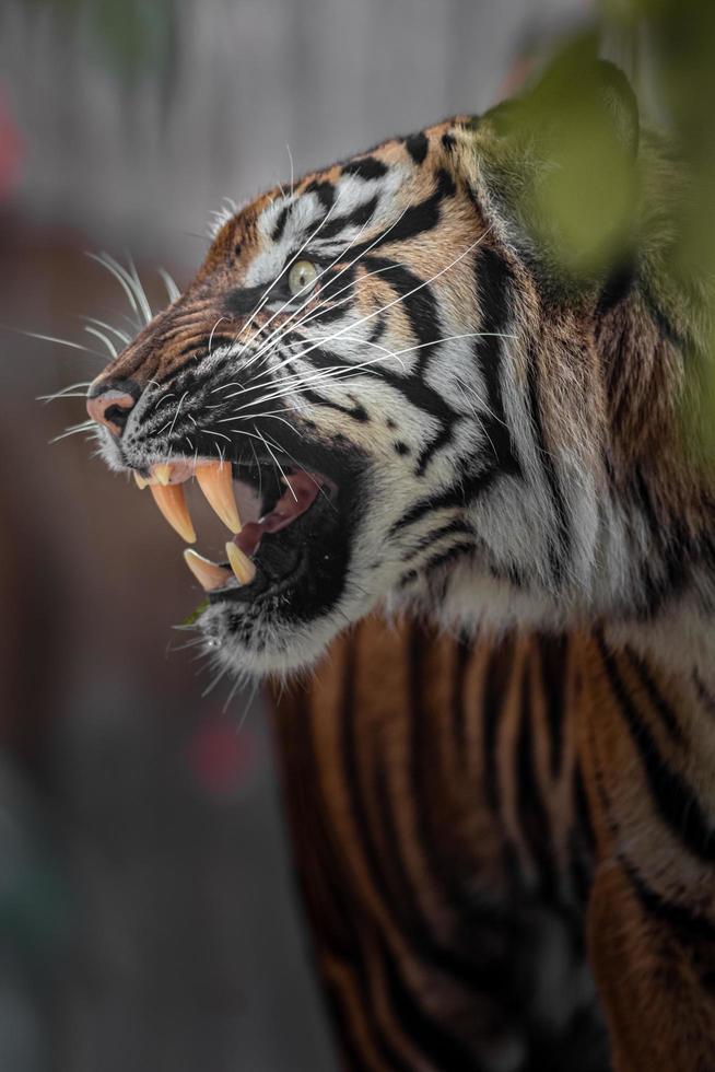 retrato de tigre de sumatra foto