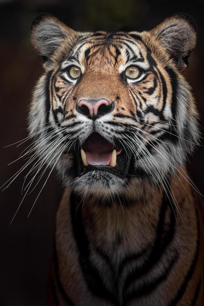 Portrait of Sumatran tiger photo