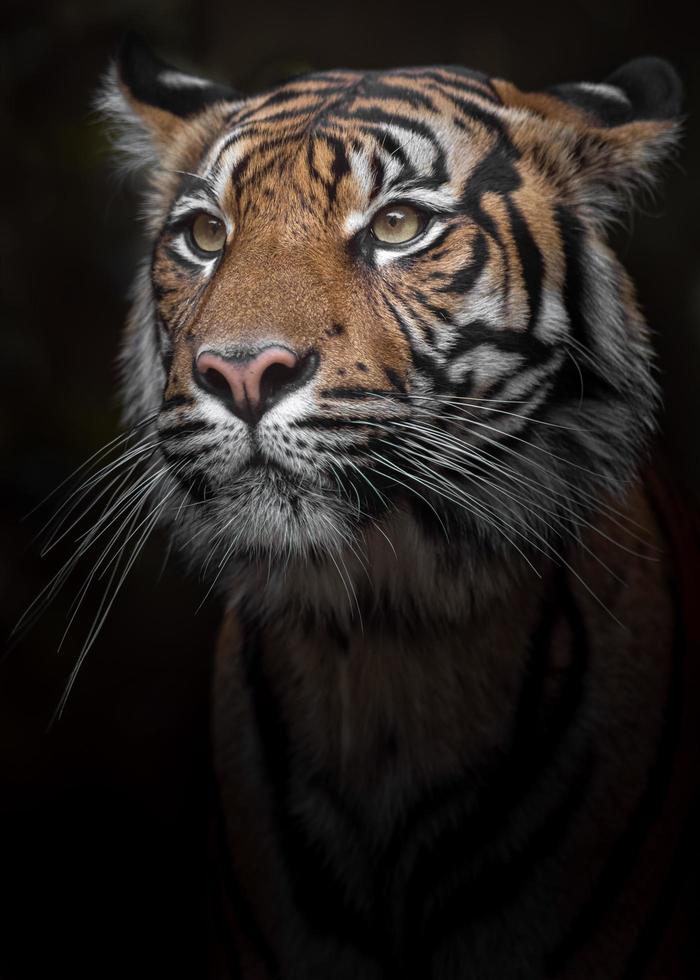 Portrait of Sumatran tiger photo