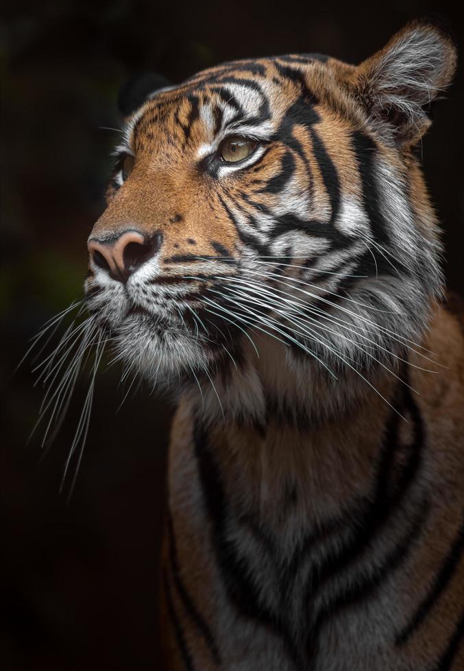 retrato de tigre de sumatra foto