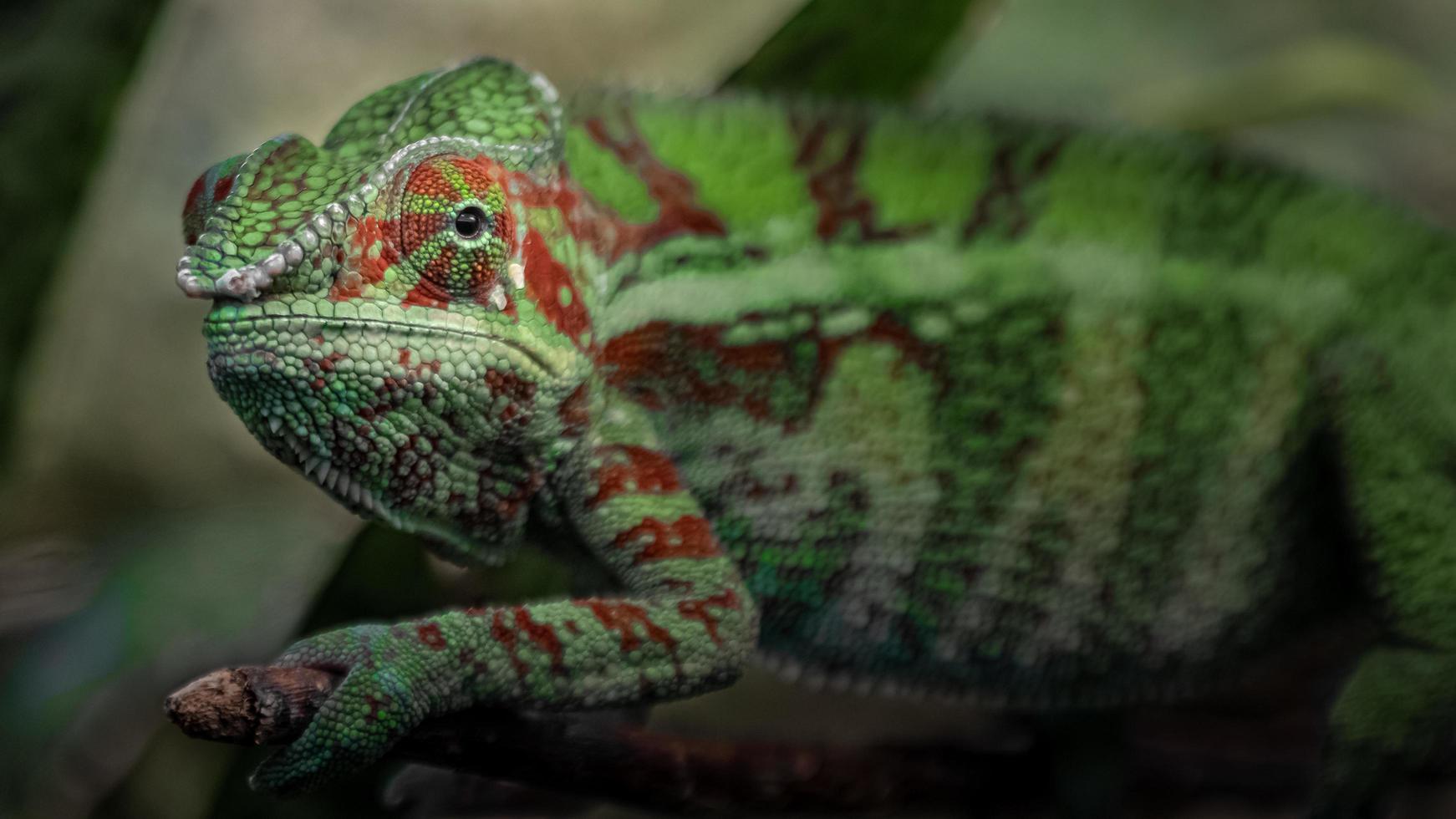 Portrait of Panther chameleon photo