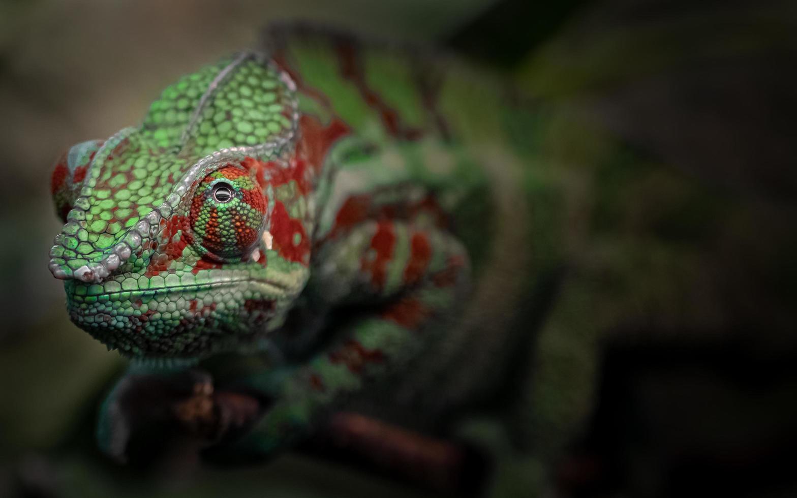 Portrait of Panther chameleon photo