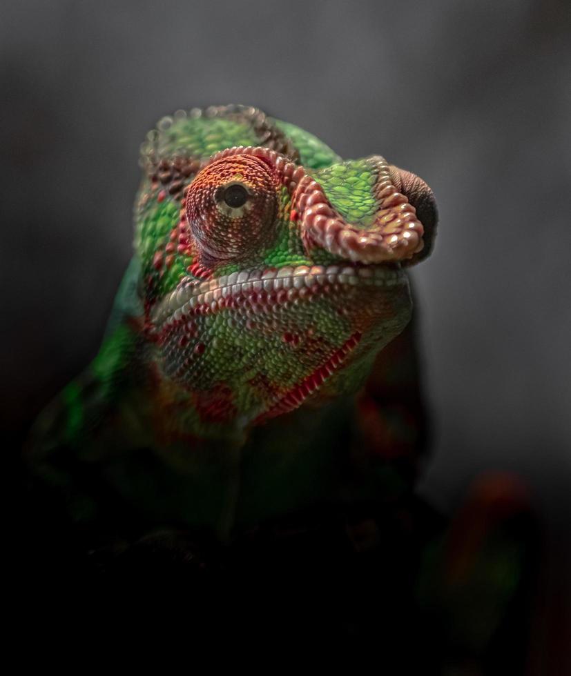 retrato de camaleón pantera foto