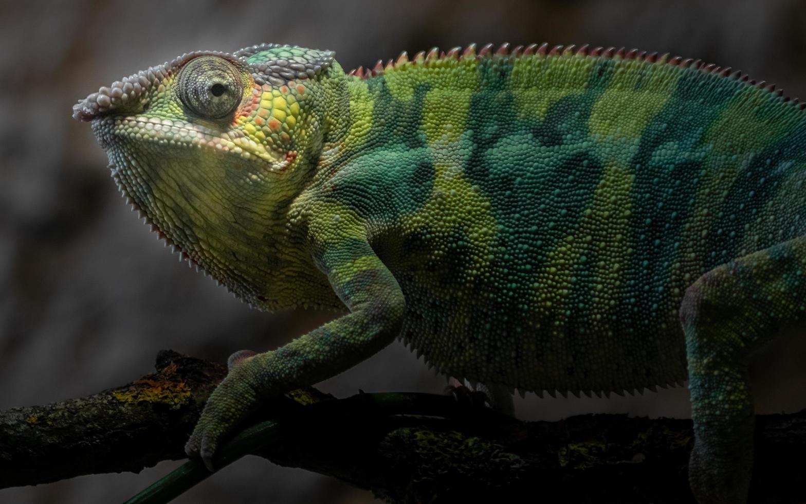 Portrait of Panther chameleon photo