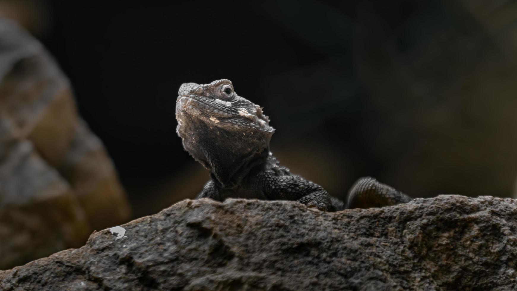 Stellagama stellio on rock photo