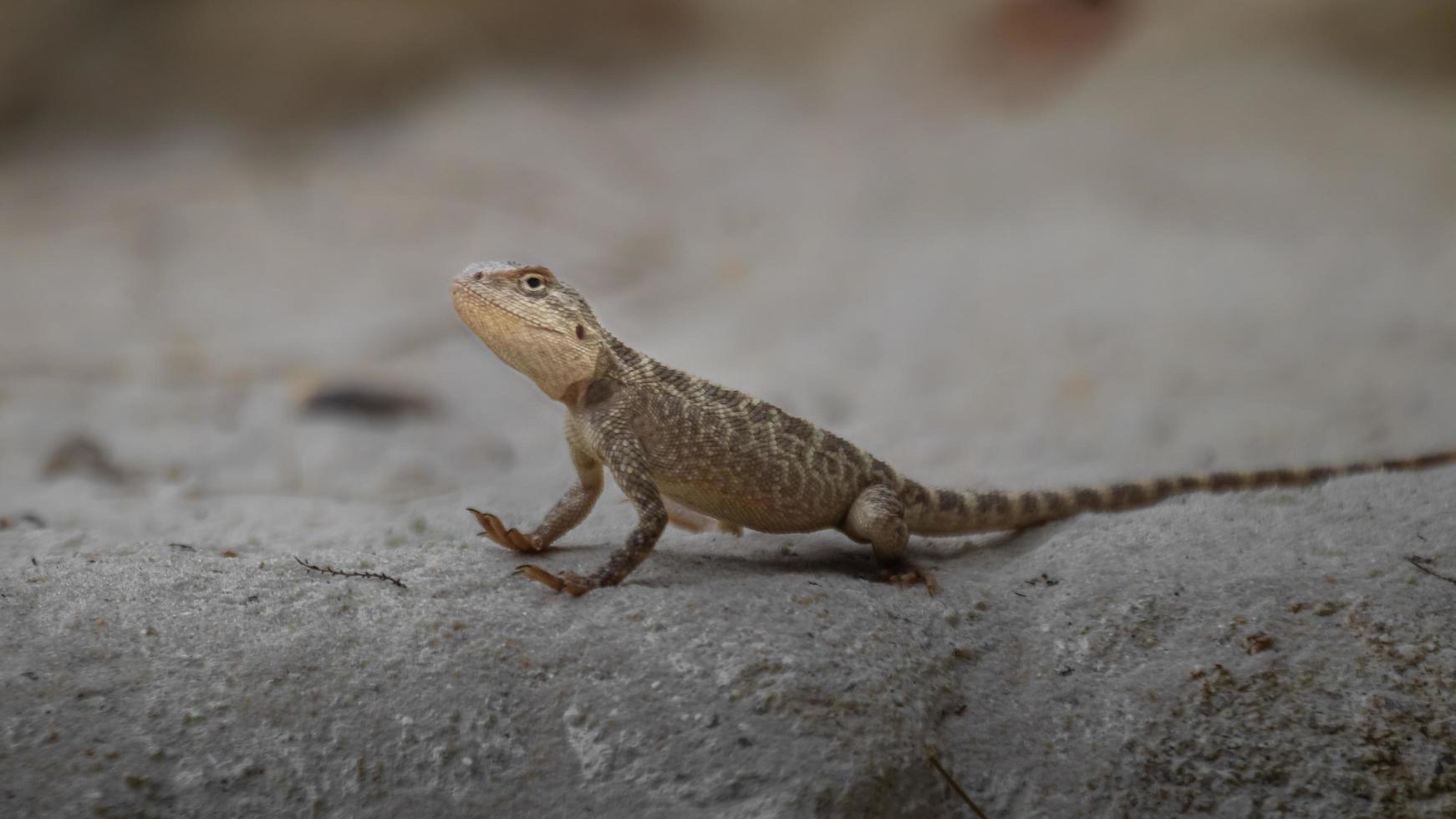 trapelus sanguinolentus sobre roca foto