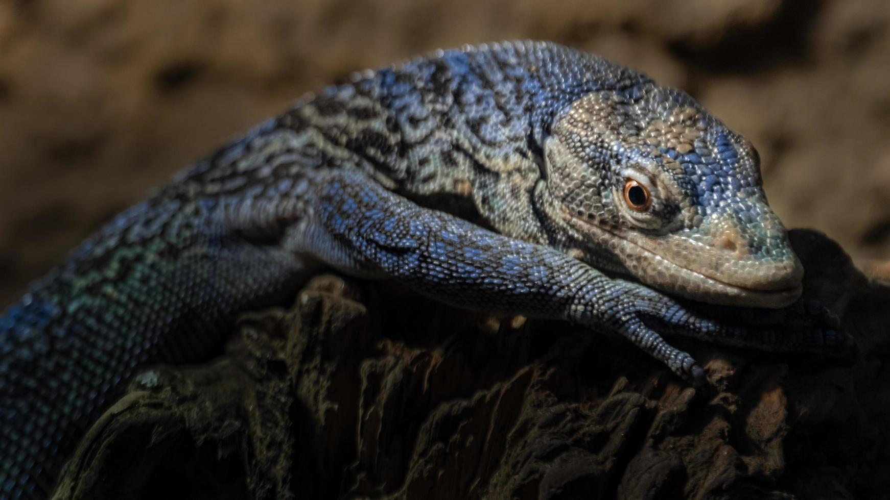 Blue spotted tree monitor photo