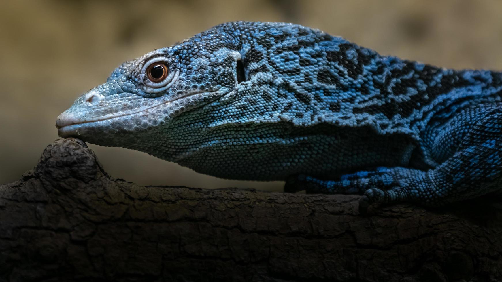 Blue spotted tree monitor photo