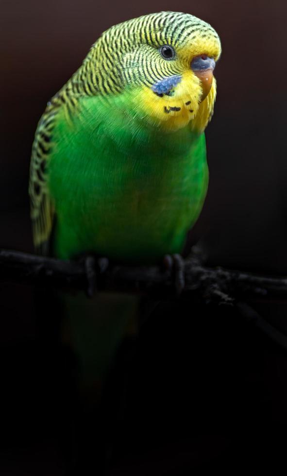 Portrait of Budgerigar photo