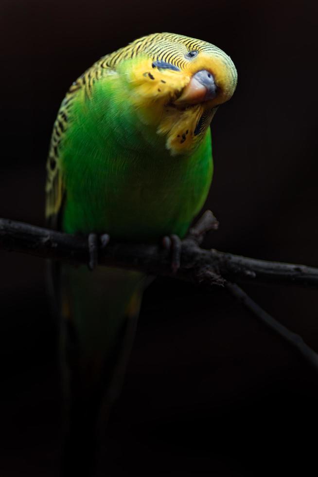 Portrait of Budgerigar photo