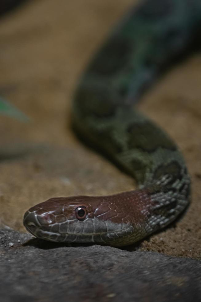 retrato de orthriophis moellendorffi foto