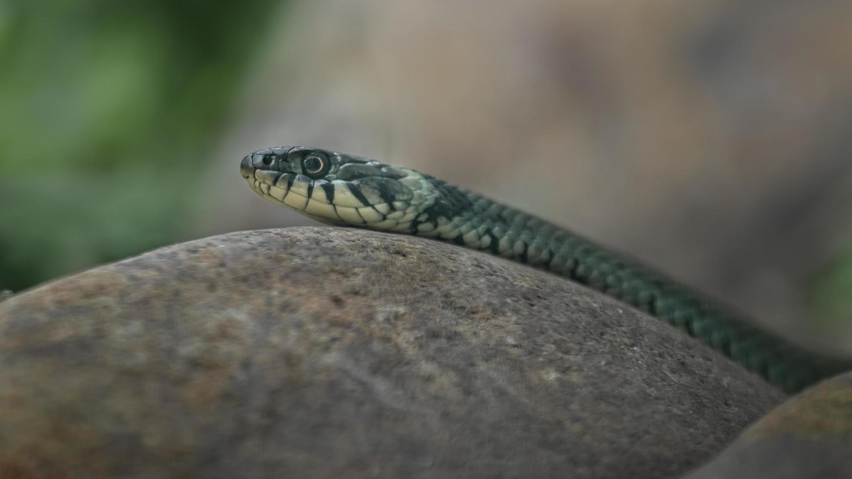 Grass snake on rock photo