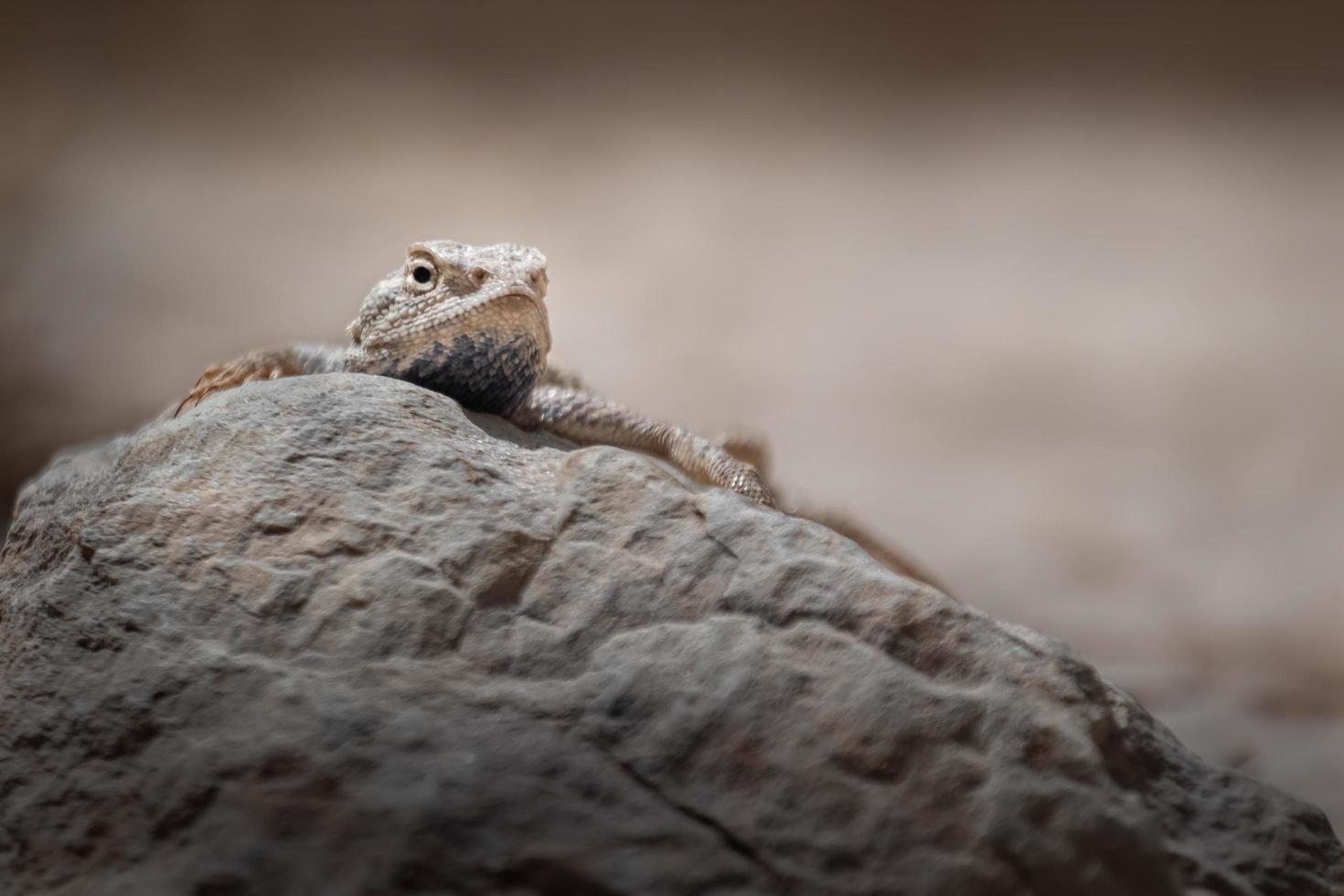 Paralaudakia lehmanni on rock photo