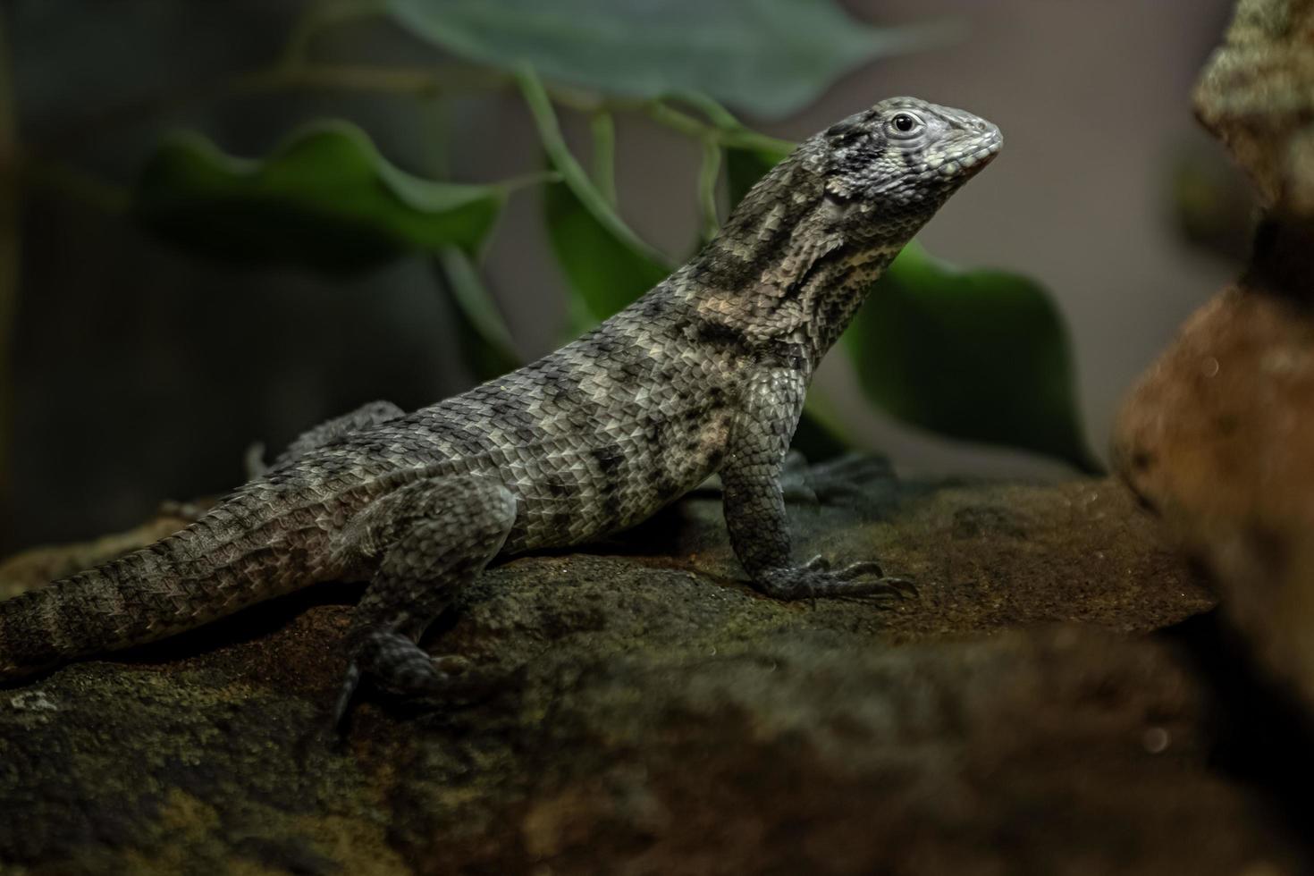 Northern curly tailed lizard photo